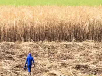Cortador de cana poderá acumular adicional de insalubridade e intervalo de recuperação térmica