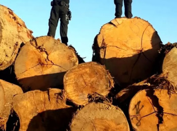 STJ nega liminar de engenheiro florestal preso no SOS Karipuna 