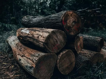 STJ Confirma Multa de Valor Fixo Por Hectare Desmatado em Área de Preservação Ambiental