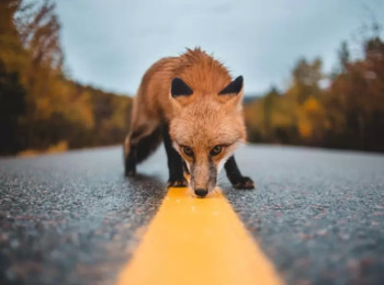Para o TJMG Concessionária Responde por Animal Perdido na Pista