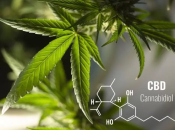 Plano de Saúde deve Custear Medicamento à Base de Canabidiol com Importação Autorizada pela Anvisa