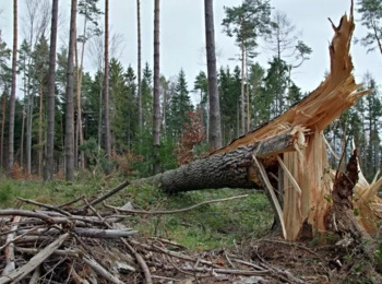 Ministra Nega Trancamento de Ação contra Deputado do RJ Acusado de Crime Ambiental