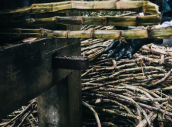 Questão constitucional impede STJ de analisar revogação de norma de zoneamento agroecológico da cana-de-açúcar