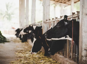Mantido Preso Suposto Líder de Grupo Acusado de Roubo de Gado no Interior de Goiás