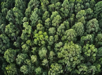 Terceira Turma Permite Rescisão de Pacto de Exploração Ambiental por Violação da Boa-fé