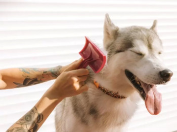 Mantida Prisão de Empregado de Pet Shop que Enforcou Cachorro durante Tosa