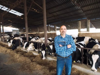 Manejo de Gado É Confirmado como Atividade de Risco no Caso de Acidente de Vaqueiro