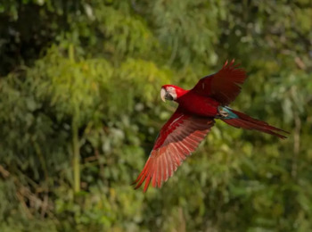 STF Forma Maioria para Obrigar Governo a Reativar o Fundo Amazônia