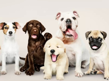 Cachorros Vão Ser Assistentes de Acusação em Processo contra a Ex-tutora