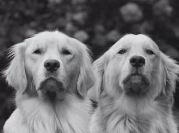  Dona de Canil é Condenada por Maus-tratos a Animais