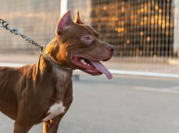 Será Indenizado Pedreiro que Teve Fratura Exposta por Mordida de Pitbull 
