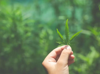 Audiência Pública Vai Discutir Uso de Cannabis para Produção de Medicamentos e sua Oferta pelo SUS