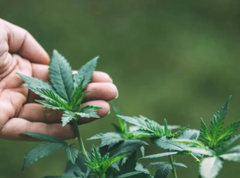 STF Fixa 40 Gramas de Maconha como Critério para Diferenciar Usuário de Traficante