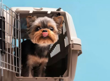 TJSP Determina que Cão de Suporte Emocional Deve Viajar na Cabine com a Tutora