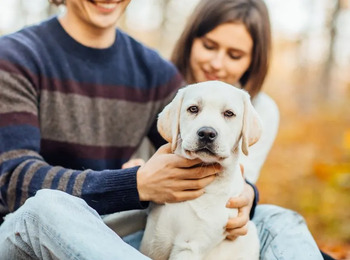 Reconhecido direito à pensão alimentícia para animal de estimação
