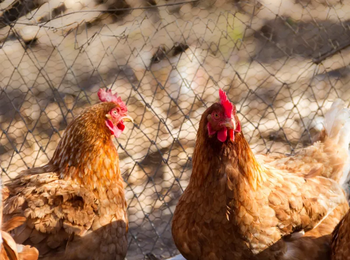 Multa de R$ 250 mil por rinhas de galos é confirmada pelo TJ/SP