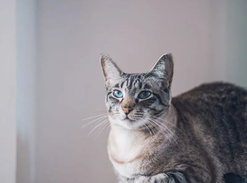 Gata obtém status de coautora em ação contra maus-tratos em SC