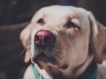 STJ decide que animais suporte emocional não se igualam a cães-guias em voos