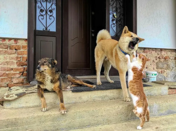 Lei 15.150/2025 proíbe tatuagens e piercings em pets