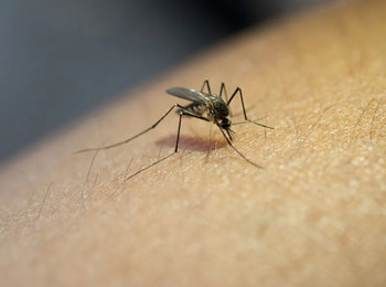 STF determina auxílio para vítimas infantis do Zika vírus