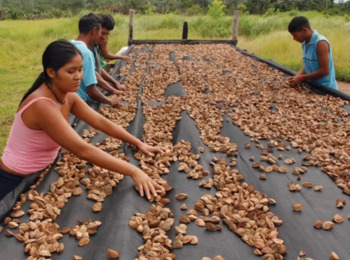 TST decide que catadores de castanhas têm direito a pausas de 10 minutos a cada hora trabalhada