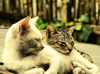 Justiça mantém assembleia e proíbe permanência de gatos em condomínio de Goiânia