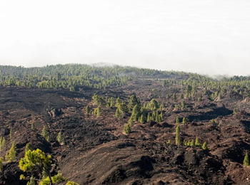 STF determina suspensão de decisões contra bloqueios do Ibama em áreas de desmatamento