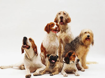 'Serial killer' confessa envenenamento de cães; polícia de SP apura 14 mortes de animais