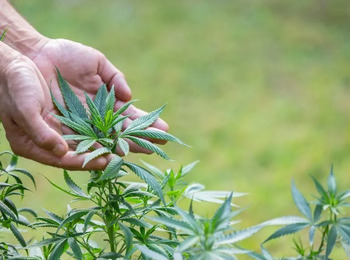 STJ estende prazo para regulamentação do cultivo medicinal da cannabis até março de 2026