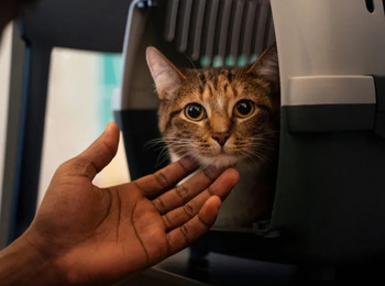 STF derruba lei do RJ sobre transporte de animais de suporte emocional em aviões