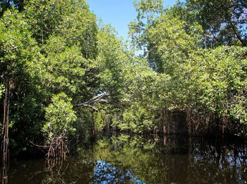 STJ delimita critérios para reconhecimento de áreas de restinga como preservação permanente