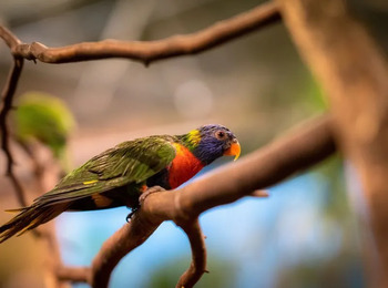 TJSP confirma pena por transporte ilegal e maus-tratos de aves silvestres