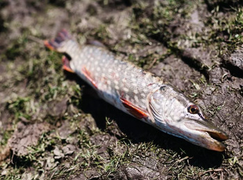 TJSP confirma multa a empresa por poluição do Rio Mogi Guaçu e morte de peixes