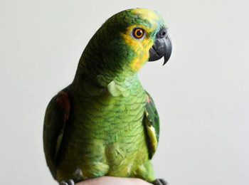 TJSP confirma reintegração de papagaio a tutor e impõe sanção ao Estado