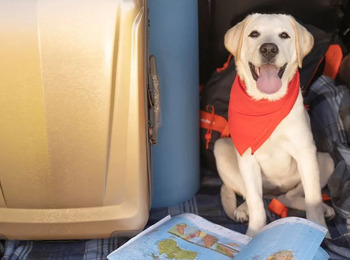 TAP é condenada por barrar cão de assistência de menor autista em voo internacional
